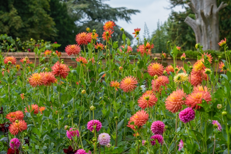 Howbury Hall Garden